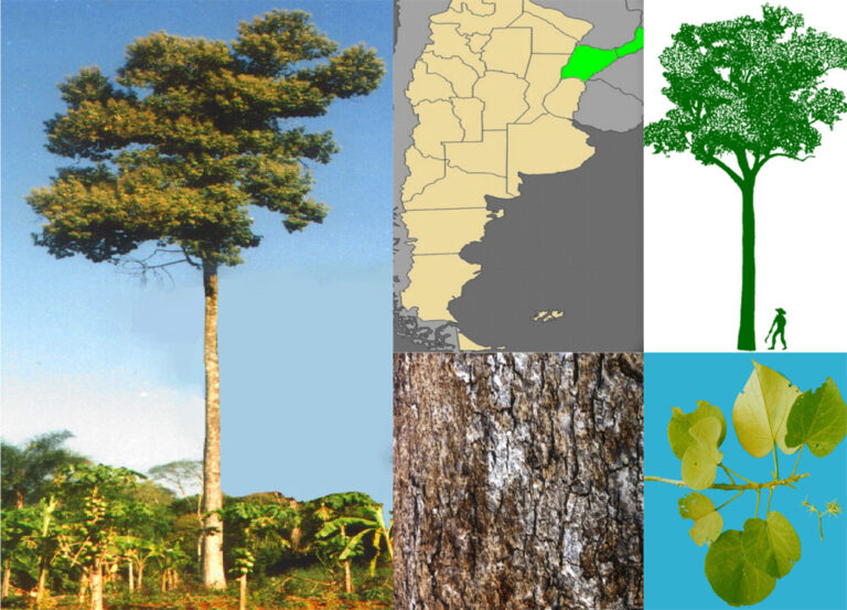 Conocé al árbol de Loro blanco: una de las especies nativas maderables de la Selva Misionera