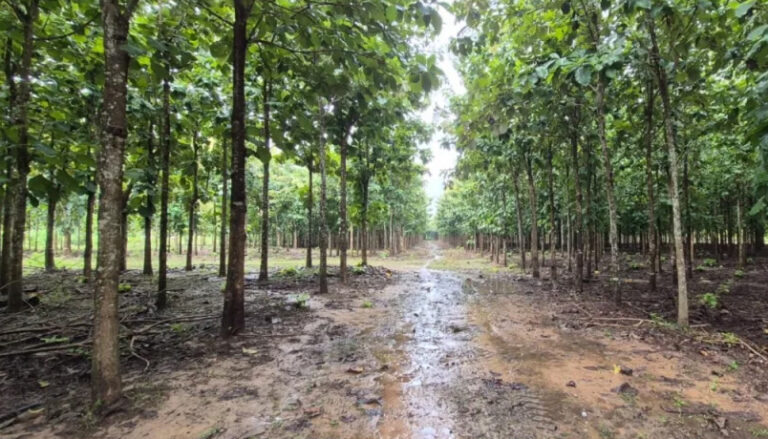 ¿Por qué aún Bolivia no está aprovechando el potencial de las plantaciones forestales?