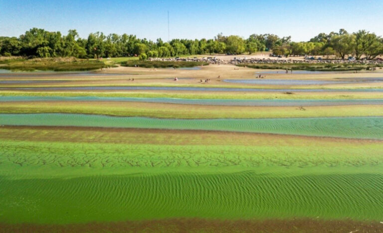 Más que plantas nativas, son ingenieras naturales al servicio del ecosistema en la Cuenca del Plata