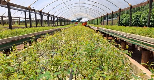 El vivero Hilluwald relanza al mercado plantines clonales de eucaliptus con genética de alto rendimiento
