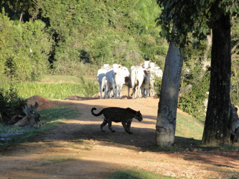 Brasil | Investigación con yaguaretés ayuda a detectar en el Pantanal la presencia de un patógeno que puede infectar a los humanos