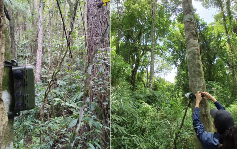 Corredores biológicos en Misiones: investigación revela el rol fundamental de los bosques nativos dentro de los paisajes forestales productivos para conservar la biodiversidad
