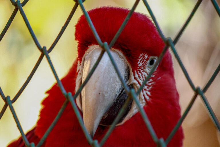 Cuando lo que creemos que son acciones buenas lastiman: Vida Silvestre explica por qué los animales silvestres no son mascotas