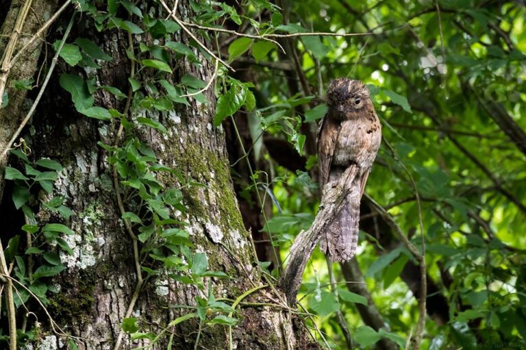 Turismo de naturaleza en Yvytu: un refugio restaurado de Selva Misionera para conocer en el corredor biológico de Andresito