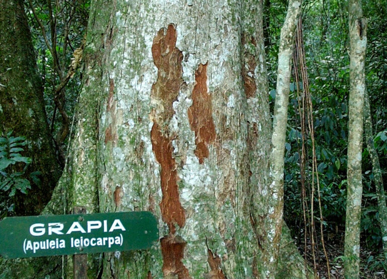 Conocé al árbol de Grapia: una de las especies nativas maderables de la Selva Misionera