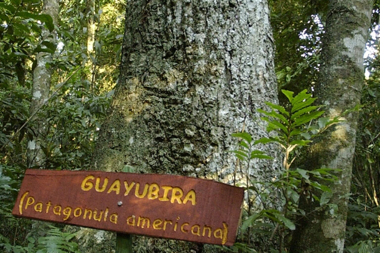 Conocé al árbol de Guayubira: una de las especies nativas maderables de la Selva Misionera