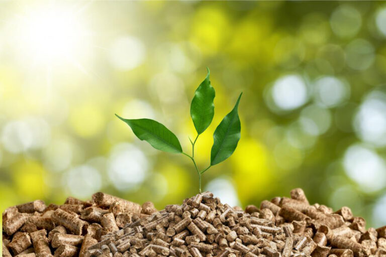 PEFC se alinea con la RED III de la UE  y refuerza la sostenibilidad de la bioenergía forestal a nivel global
