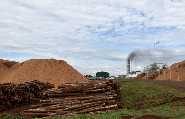 Argentina avanza en energía renovable con biomasa forestal: ya funcionan 17 plantas y se generan casi 250 MW