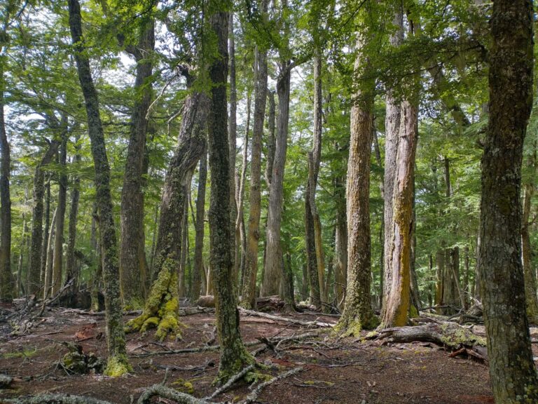 Manejo forestal de la lenga en Tierra del Fuego: un ejemplo de caso