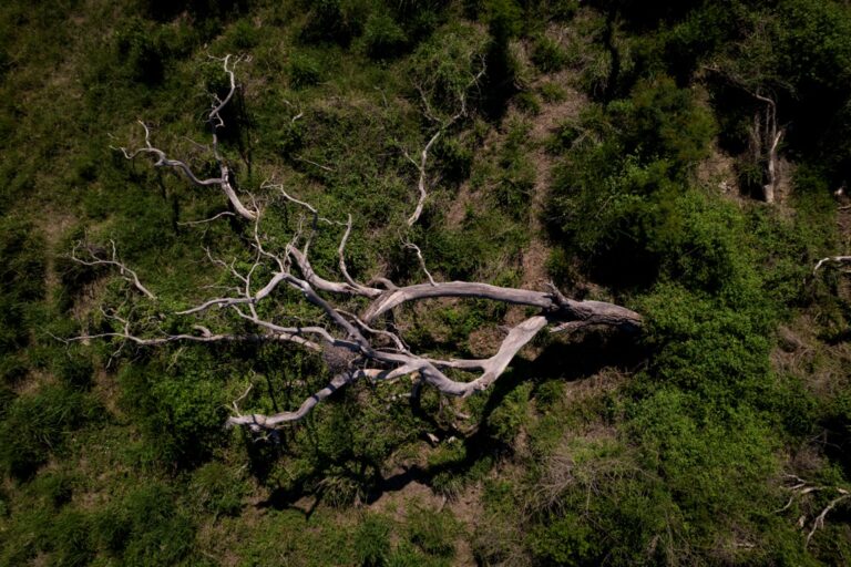 Chaco | Profesionales forestales solicitan veto parcial a la Ley de Bosques por habilitar la regularización de madera obtenida de desmonte ilegal
