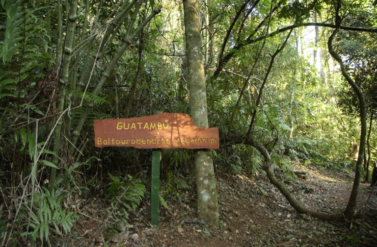 Conocé al árbol de Guatambú blanco, una de las especies nativas maderables de la Selva Misionera