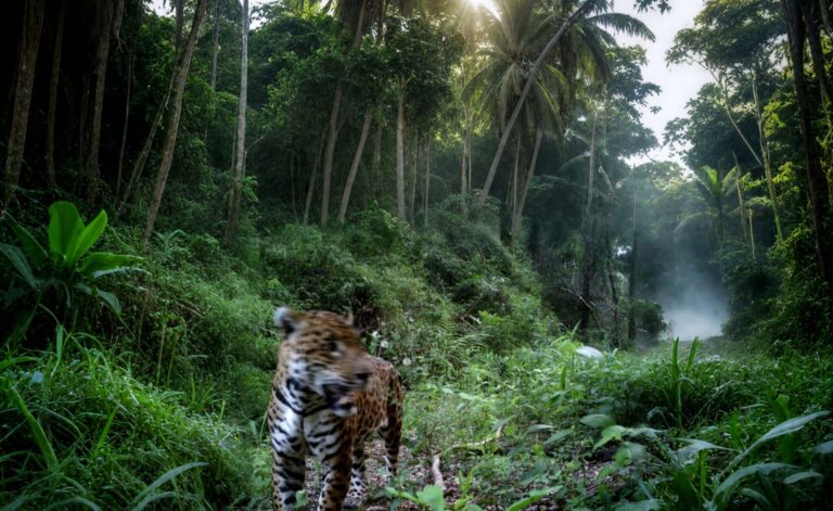 «Mis huellas en la Selva Misionera», una mirada humana del documentalista Santiago Pizarro sobre el yaguareté, los cazadores y el destino de los bosques