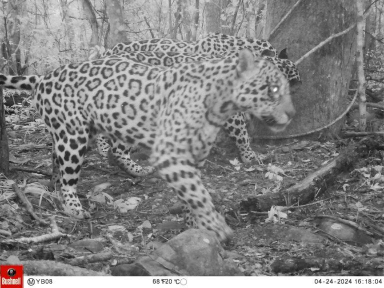 Paisajes Productivos Protegidos: una nueva “Arca de Noé” para conservar la biodiversidad y competir en los mercados globales