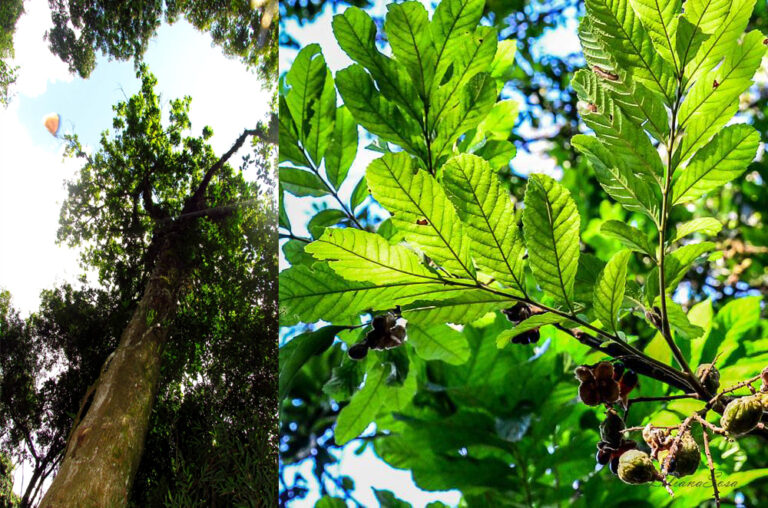 Conocé al árbol de Camboatá colorado, una de las especies nativas de la Selva Misionera