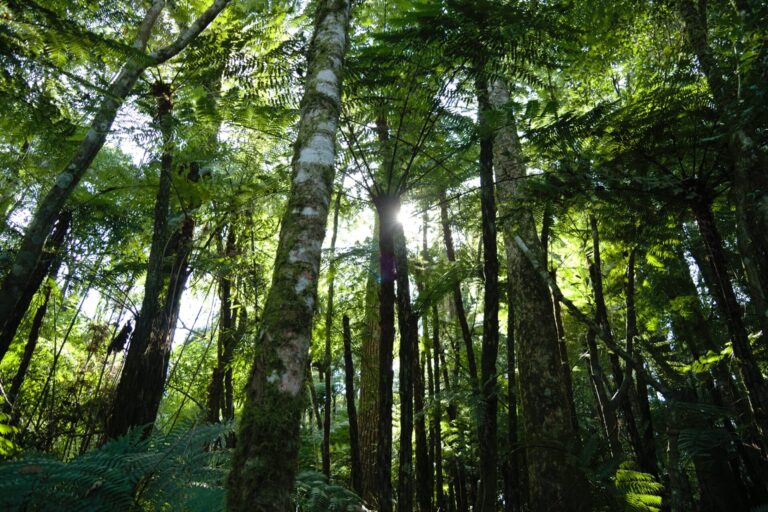 Misiones celebra el Día de las Áreas Naturales Protegidas: hay 116 sitios en más de 500 mil hectáreas de alto valor de conservación