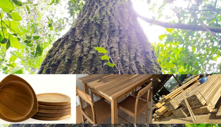 Conocé al árbol de Loro negro o Peterevy, una de las valiosas especies nativas maderables de la Selva Misionera