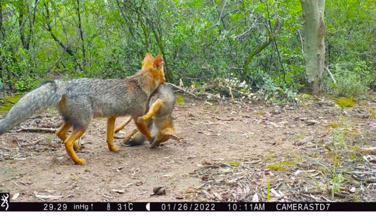 INTA, CONICET y UCASAL destacan hallazgos sobre biodiversidad en el Chaco Semiárido