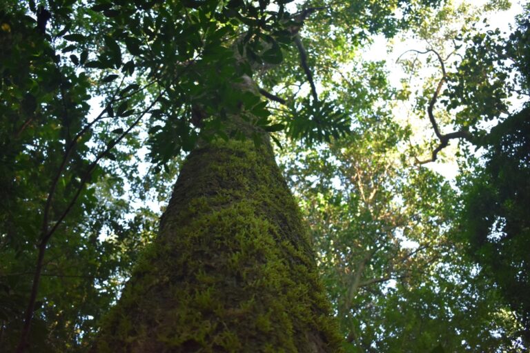 Día Mundial del Árbol: un llamado global a valorar su rol esencial de los árboles para la vida y el planeta