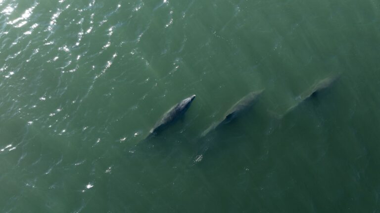 Día Mundial de los Océanos: proteger el mar para preservar al planeta