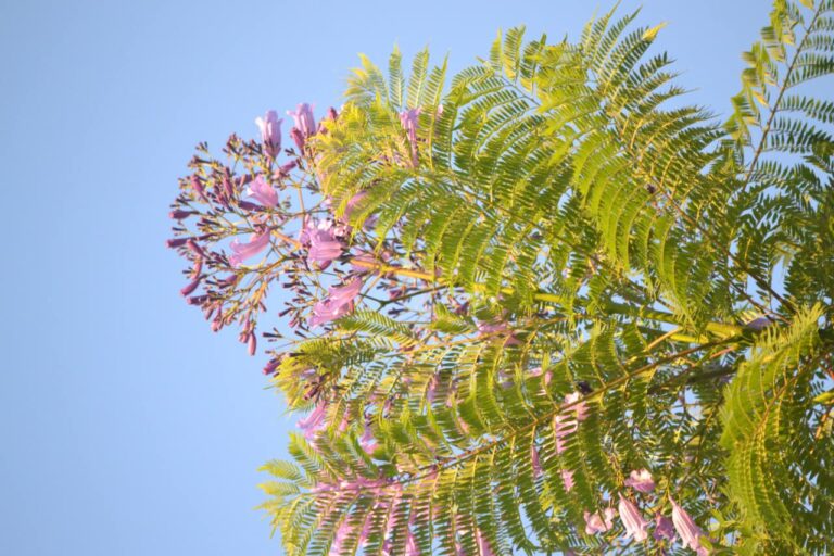 Conocé al árbol de Caroba, una de las especies nativas maderables de la Selva Misionera