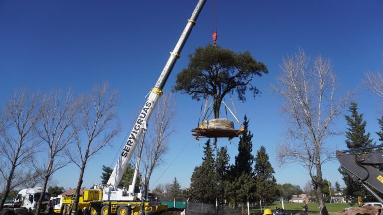Córdoba | Alta tensión en Villa Allende por el traslado de un centenario árbol de Quebracho, entre la resistencia de vecinos y ambientalistas