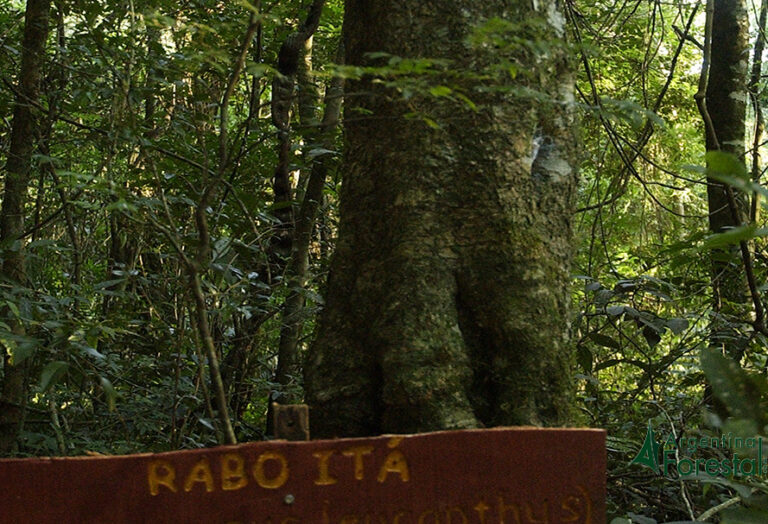 Conocé al árbol de Rabo Itá, una de las especies nativas maderables de la Selva Misionera