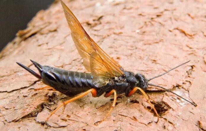 Alerta para la sanidad forestal en el Cono Sur: detectan avances de la avispa Sirex obesus en Brasil, una nueva amenaza para plantaciones de pino de la región