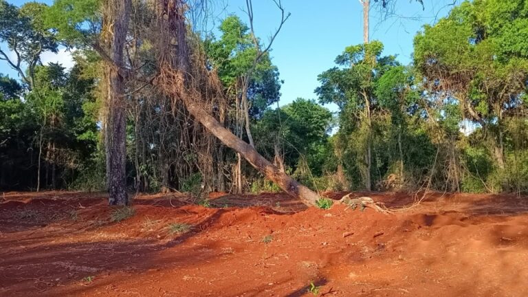 Ecología rechazó la viabilidad ambiental del proyecto de kartódromo en Iguazú por desmonte ilegal e impactos ambientales negativos irreversibles