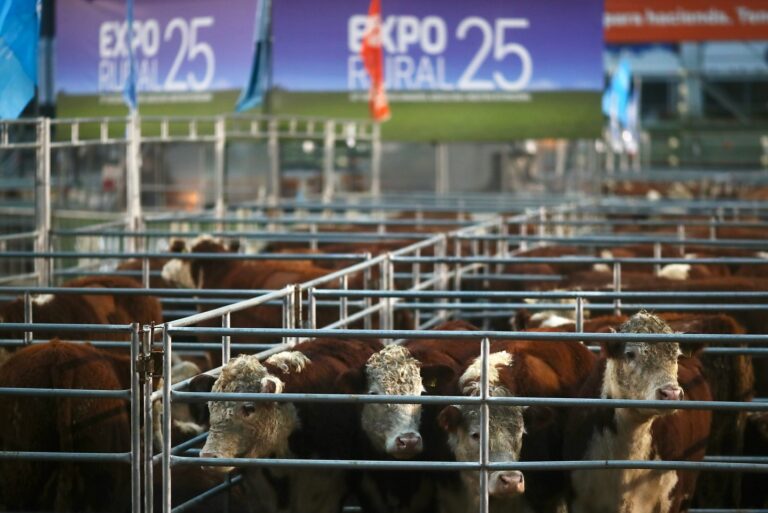 Buenos Aires | Las oportunidades de la foresto-industria argentina y los mercados de carbono se debatirán en el marco de la Expo Rural 2025