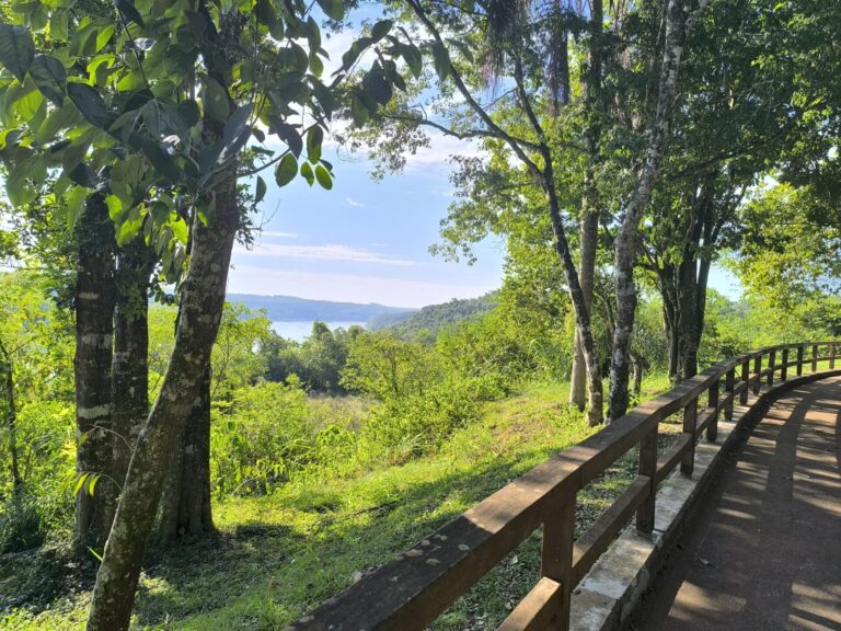Bosques en pie, planeta en equilibrio: su papel vital frente al calentamiento global