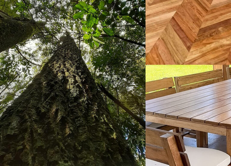 Conocé al árbol de Incienso, una de las especies nativas maderables preferidas de la Selva Misionera
