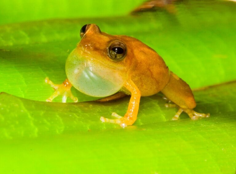 Nativas o exóticas, las ranas solo quieren divertirse