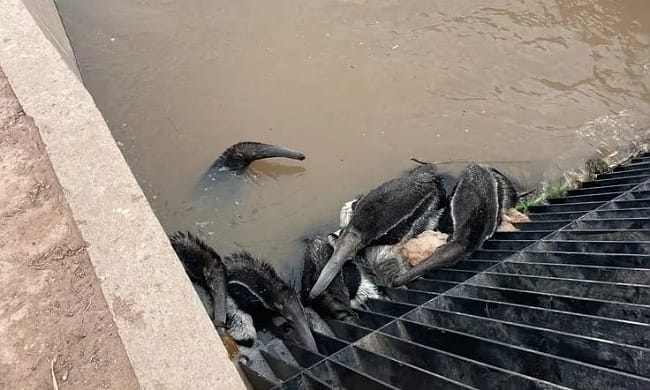 Demandan al gobierno de Santiago del Estero por el daño ambiental del Nuevo Canal de la Patria: muerte de cientos de animales y riesgo de contaminación de agua para las comunidades