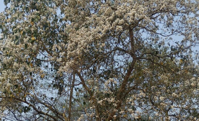 Conocé al árbol de Sota caballo, una de las especies nativas maderables de la Selva Misionera