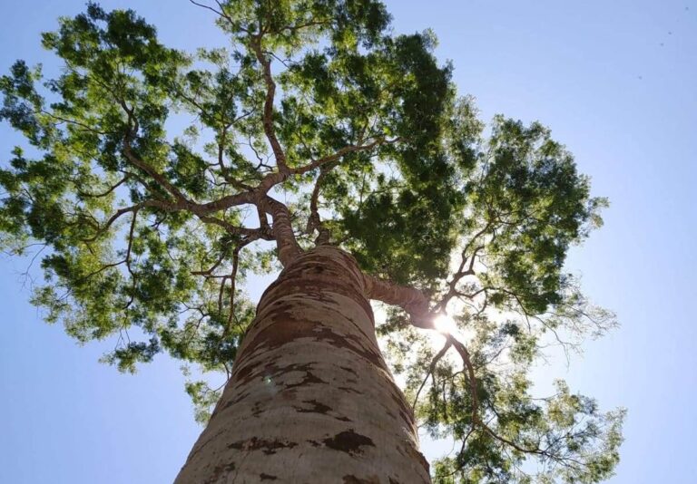 Ocho gigantes verdes de Misiones: los árboles nativos que embellecen la selva y nos conectan con la naturaleza