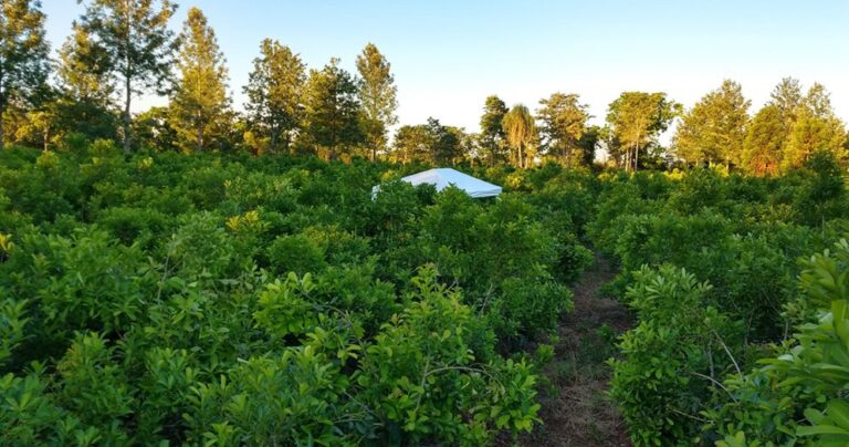 Investigación destaca mejores rendimientos en sistemas agroforestales combinando árboles en las plantaciones de yerba mate