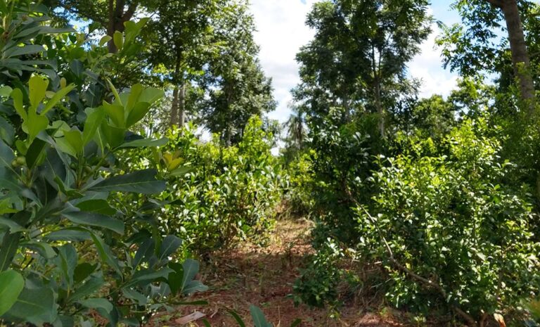 Estudio científico anticipa que en menos de seis décadas podría ser inviable cultivar yerba mate en Misiones por la reducción de las precipitaciones y aumento de temperatura