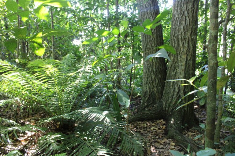 En Corrientes, las empresas forestales lideran proyectos de restauración con especies nativas y corredores biológicos