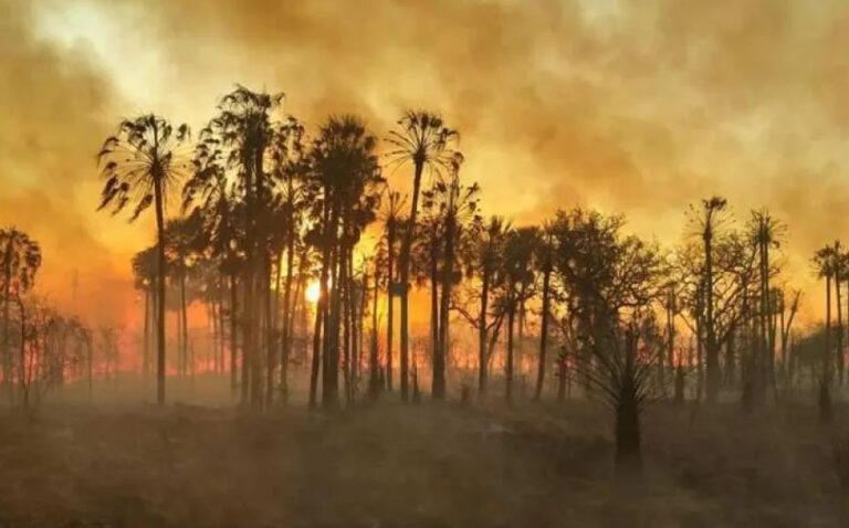 Formosa | Lograron extinguir un incendio intencional que arrasó con más de 4.000 hectáreas en el Parque Nacional Río Pilcomayo