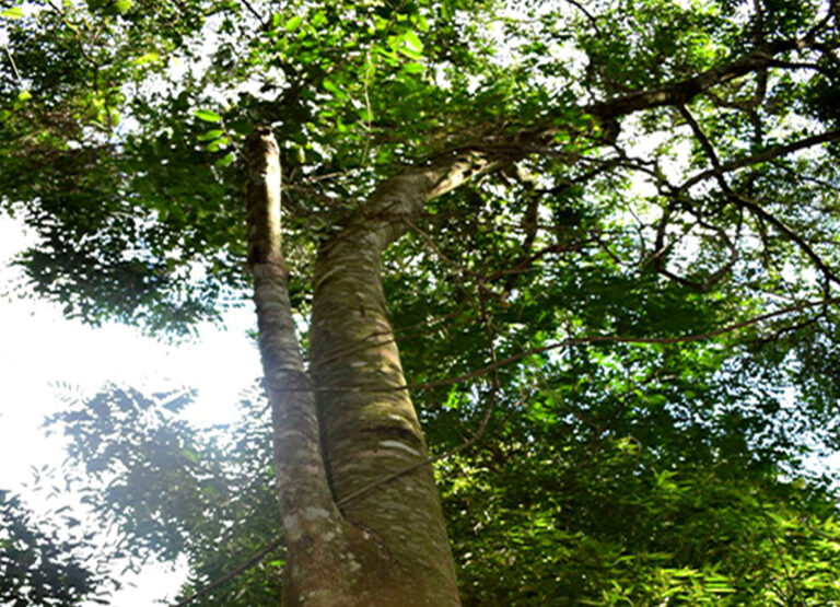 Conocé al árbol Persiguero, una de las especies nativas maderables de la Selva Misionera
