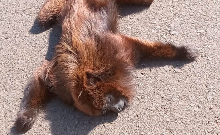 Misiones | Un mono carayá rojo fue atropellado sobre Ruta 14 en áreas de la reserva de Piñalito Sur y se reaviva el llamado a proteger la fauna del Bosque Atlántico