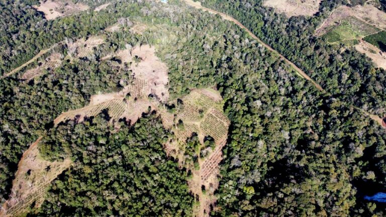 Misiones | Cooperativa de Agua y Energía de Dos de Mayo denunció grave desmonte ilegal en la Reserva Natural Alejandro Orloff, un daño ambiental  que pone en riesgo el suministro futuro