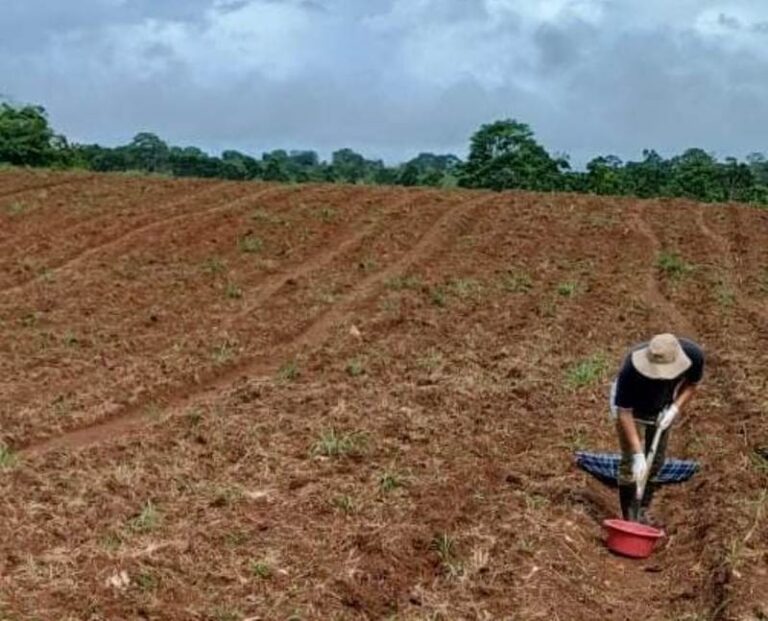 Créditos de carbono de plantaciones forestales: el suelo como un componente fundamental para la mitigación climática en América Latina