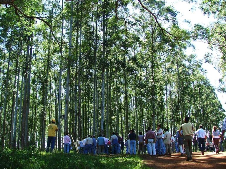 El COIFORM insta a los ingenieros forestales a asumir el liderazgo ante la crisis económica y ambiental