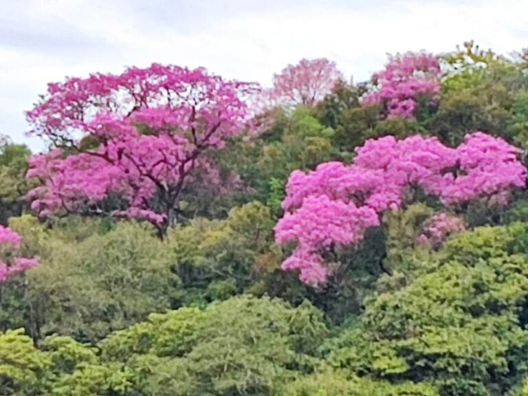 Centinelas de la Selva: La familia Waidelich y el legado de los centenarios lapachos en flor en el Cerro Caraguatay