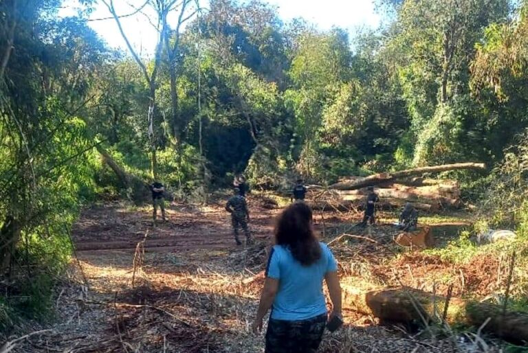El Movimiento Agrario Misiones denunció apeo ilegal, robo de madera y una organización delictiva de apropiación de tierras de productores en Colonia Alberdi
