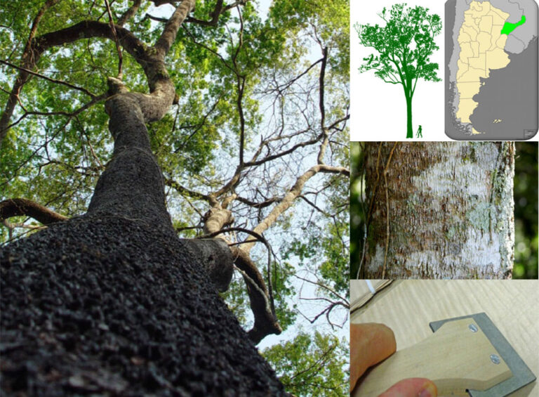 Conocé al árbol Mora blanca, una de las especies nativas maderables de la Selva Misionera