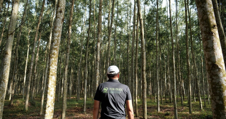 La certificación forestal que abre mercados: PEFC lanza nueva guía global de Cadena de Custodia