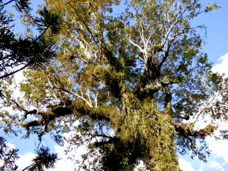 Conocé al poderoso árbol Marmelero, una de las especies nativas maderables de la Selva Misionera