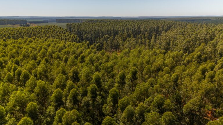 FSC Argentina participará del Primer SUMMIT Servicios Ecosistémicos FSC Latinoamérica en Chile